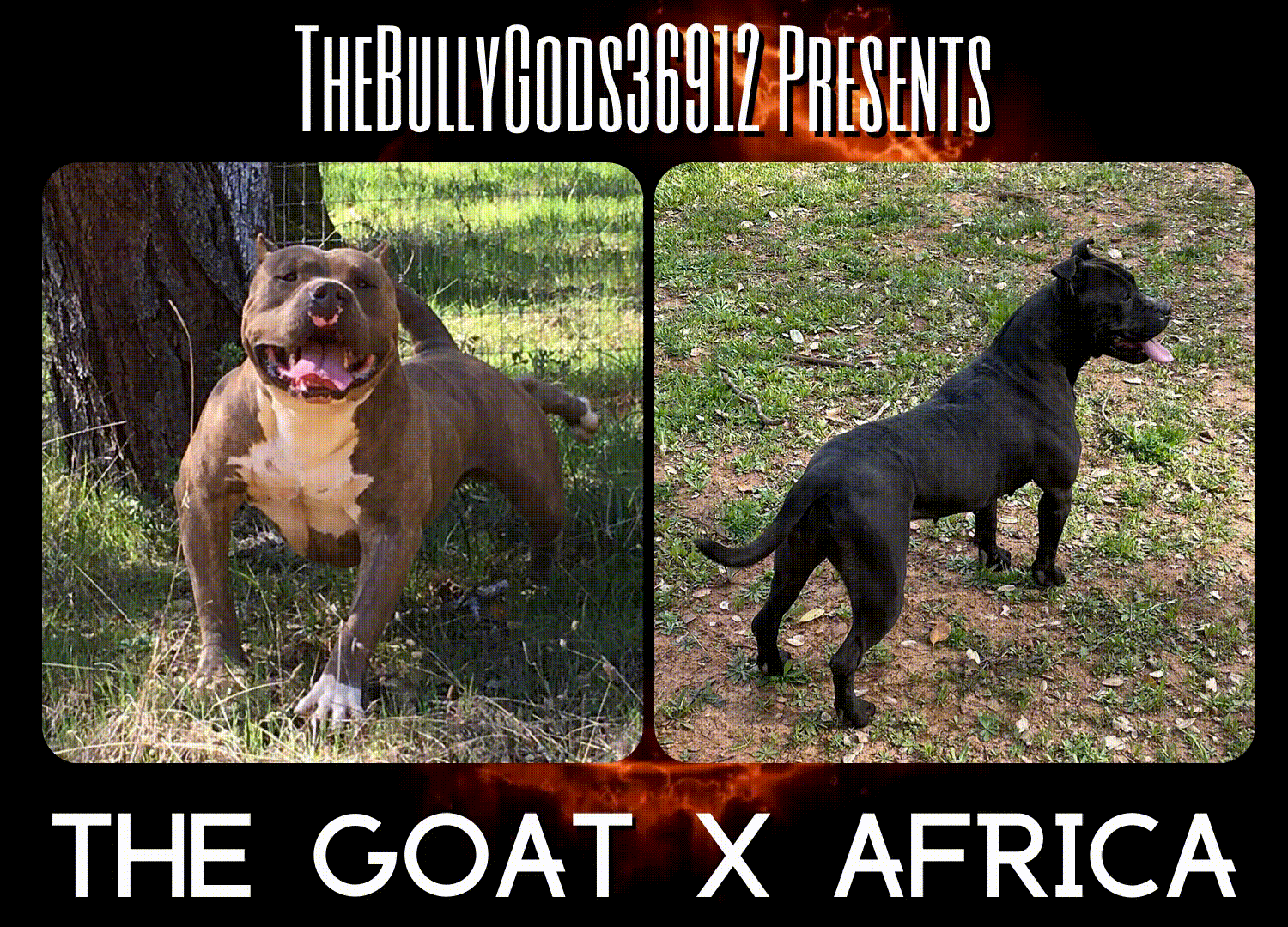 You are currently viewing The Goat X Africa