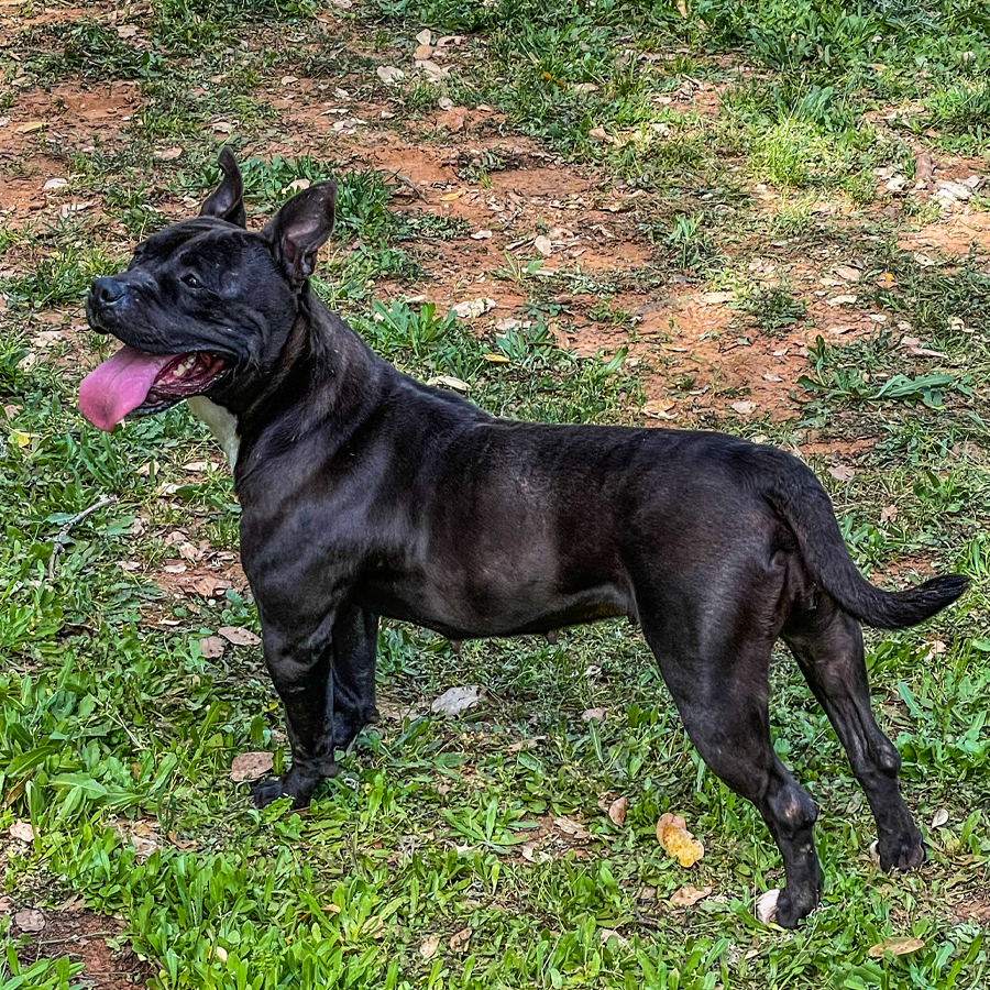 solid black xxl pitbull puppies for sale near me texas